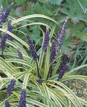 Leliegras (Liriope Muscari 'Variegata') 2 Leliegras (Liriope Muscari 'Variegata') -Goedkope DirectPlant winkel fm 937611 2