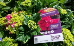 Hortensia Rood (Hydrangea 'Forever&Ever') -Goedkope DirectPlant winkel foreverandever red01b