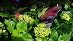Hortensia Rood (Hydrangea 'Forever&Ever') -Goedkope DirectPlant winkel foreverandever red02