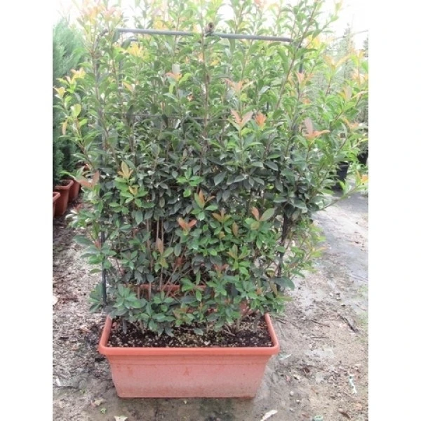 Glansmispel Meeneemhaag (Photinia Fraseri 'Red Robin') 2 Glansmispel Meeneemhaag (Photinia Fraseri 'Red Robin') - Afbeelding 2