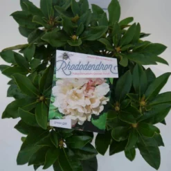 Dwergrhododendron (Rhododendron 'Golden Torch') -Goedkope DirectPlant winkel golden torch c4 boven