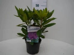 Rhododendron (Rhododendron Catawbiense 'Grandiflorum') -Goedkope DirectPlant winkel grandiflorum c2 voor