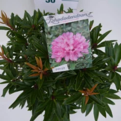 Rhododendron (Rhododendron 'Graziella') -Goedkope DirectPlant winkel graziella c5 boven