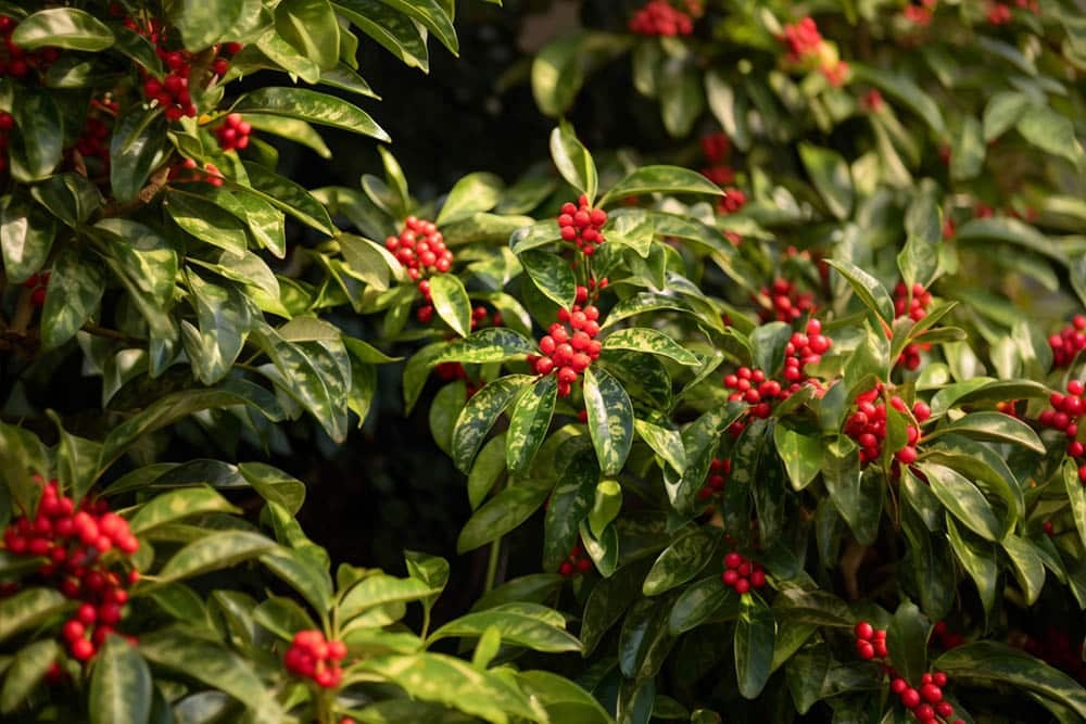 Goedkope DirectPlant winkel -Goedkope DirectPlant winkel groenblijvende struiken schaduw