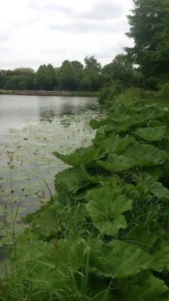 Mammoetblad (Gunnera Manicata) -Goedkope DirectPlant winkel gunnera