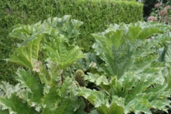 Mammoetblad (Gunnera Manicata) -Goedkope DirectPlant winkel gunnera manicata 1