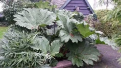 Mammoetblad (Gunnera Manicata) -Goedkope DirectPlant winkel gunnera manicata 2 1