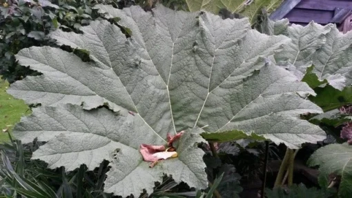 Mammoetblad (Gunnera Manicata) 7 Mammoetblad (Gunnera Manicata) -Goedkope DirectPlant winkel gunnera manicata 3