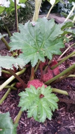 Mammoetblad (Gunnera Manicata) -Goedkope DirectPlant winkel gunnera manicata 4