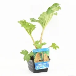 Mammoetblad (Gunnera Manicata) -Goedkope DirectPlant winkel gunnera manicata s e 13230 p18