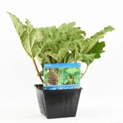 Mammoetblad (Gunnera Manicata) -Goedkope DirectPlant winkel gunnera manicata s e 13645 p28