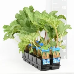 Mammoetblad (Gunnera Manicata) -Goedkope DirectPlant winkel gunnera manicata tl e 11115 p9