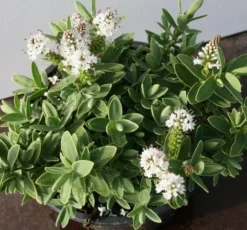 Hebe (Hebe Albicans)