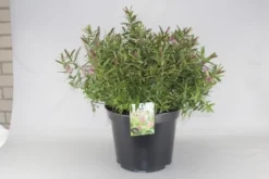 Hebe (Hebe 'Great Orme') -Goedkope DirectPlant winkel hebe great orme c10 2