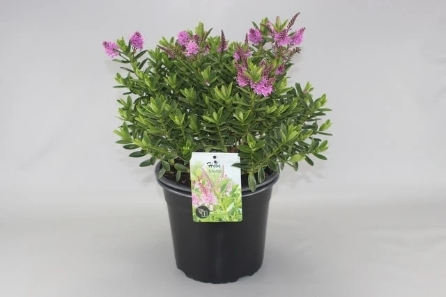 Hebe (Hebe ‘Mette’) 1 Hebe (Hebe ‘Mette’)