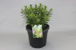 Hebe (Hebe 'Oratia Beauty')