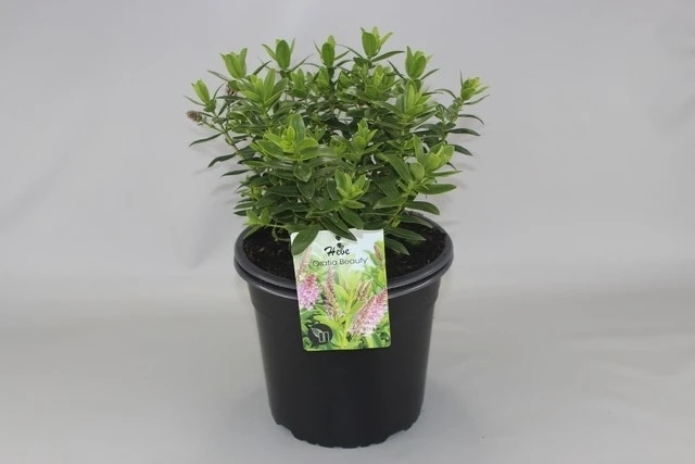 Hebe (Hebe 'Oratia Beauty') 1 Hebe (Hebe 'Oratia Beauty')