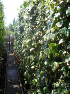 Kaukasische Klimop (Hedera Colchica 'Dentata Variegata') -Goedkope DirectPlant winkel hedera colchica dentata variegata 200 250 c15