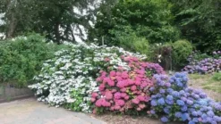 Hortensia (Hydrangea 'Endless Summer' Roze) -Goedkope DirectPlant winkel hortensia 2 1