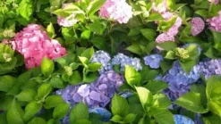 Hortensia (Hydrangea 'Endless Summer' Blauw) -Goedkope DirectPlant winkel hortensia endless summer