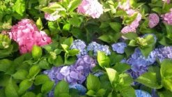 Hortensia (Hydrangea 'Endless Summer' Blauw) -Goedkope DirectPlant winkel hortensia endless summer 1