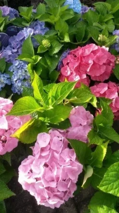 Hortensia (Hydrangea 'Endless Summer' Roze) -Goedkope DirectPlant winkel hortensia endless summer 2