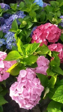Hortensia (Hydrangea 'Endless Summer' Blauw) -Goedkope DirectPlant winkel hortensia endless summer 2 1
