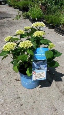Hortensia (Hydrangea 'Endless Summer' Blauw) -Goedkope DirectPlant winkel hortensia endless summer 3