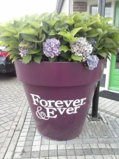 Hortensia Blauw (Hydrangea 'Forever&Ever') 12 Hortensia Blauw (Hydrangea 'Forever&Ever') -Goedkope DirectPlant winkel hortensia forever ever 2