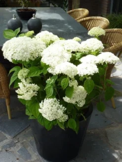 Hortensia (Hydrangea 'Strong Annabelle') -Goedkope DirectPlant winkel hydrangea arb incrediball