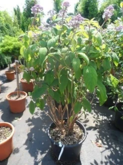 Fluweelhortensia (Hydrangea Aspera 'Macrophylla') -Goedkope DirectPlant winkel hydrangea aspera macrophylla 125 150 175 c50