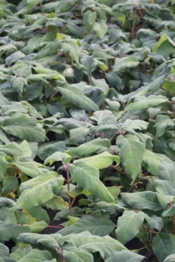 Fluweelhortensia (Hydrangea Aspera 'Macrophylla') -Goedkope DirectPlant winkel hydrangea aspera macrophylla 1