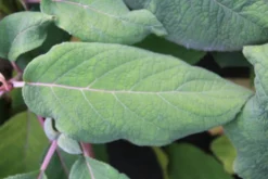 Fluweelhortensia (Hydrangea Aspera 'Macrophylla') -Goedkope DirectPlant winkel hydrangea aspera macrophylla 2