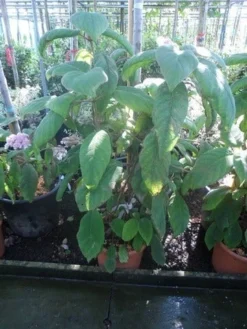 Fluweelhortensia (Hydrangea Aspera 'Sargentiana') -Goedkope DirectPlant winkel hydrangea aspera sargentiana 60 80 100 c15