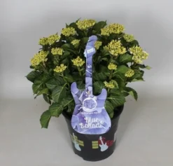 Hortensia Blue Ballad (Hydrangea 'Music Collection') -Goedkope DirectPlant winkel hydrangea blue ballad c5 3