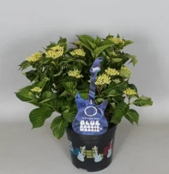 Hortensia Blue Boogiewoogie (Hydrangea 'Music Collection') -Goedkope DirectPlant winkel hydrangea blue boogiewoogie 3 1