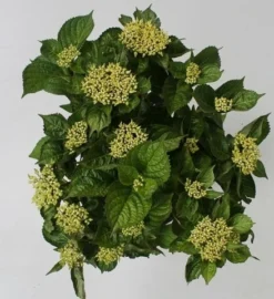 Hortensia Blue Boogiewoogie (Hydrangea 'Music Collection') -Goedkope DirectPlant winkel hydrangea blue boogiewoogie 4 1 1