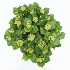 Hortensia Deep Purple Dance (Hydrangea 'Music Collection') -Goedkope DirectPlant winkel hydrangea deep purple dance c5 3 1