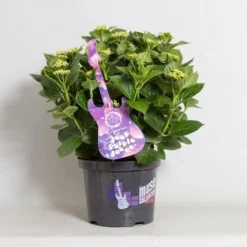 Hortensia Deep Purple Dance (Hydrangea 'Music Collection') -Goedkope DirectPlant winkel hydrangea deep purple dance c5 4 1