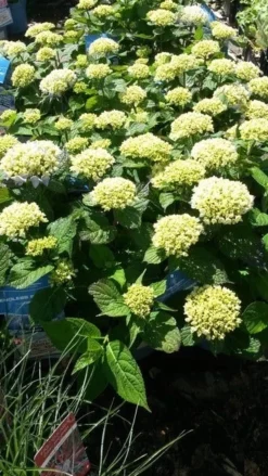 Hortensia (Hydrangea 'Endless Summer The Bride') -Goedkope DirectPlant winkel hydrangea endless summer 1