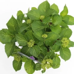 Hortensia Blauw (Hydrangea 'Forever&Ever') 11 Hortensia Blauw (Hydrangea 'Forever&Ever') -Goedkope DirectPlant winkel hydrangea forever ever blue boven bewerkt