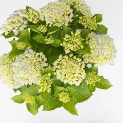 Hortensia Wit (Hydrangea 'Forever&Ever') 3 Hortensia Wit (Hydrangea 'Forever&Ever') -Goedkope DirectPlant winkel hydrangea forever ever blue c5 5
