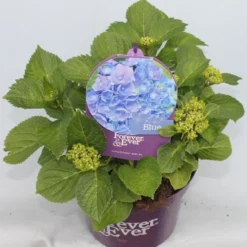 Hortensia Blauw (Hydrangea 'Forever&Ever') 14 Hortensia Blauw (Hydrangea 'Forever&Ever') -Goedkope DirectPlant winkel hydrangea forever ever blue voor bewerkt