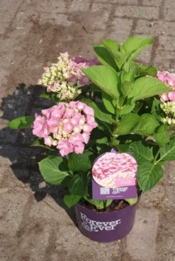Hortensia Roze (Hydrangea 'Forever&Ever' Pink) -Goedkope DirectPlant winkel hydrangea forever ever pink 3