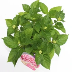 Hortensia Roze (Hydrangea 'Forever&Ever' Pink) -Goedkope DirectPlant winkel hydrangea forever ever pink boven bewerkt