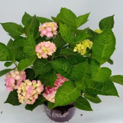 Hortensia Roze (Hydrangea 'Forever&Ever' Pink) -Goedkope DirectPlant winkel hydrangea forever ever pink hoek 17 10