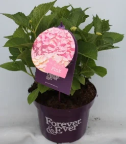 Hortensia Roze (Hydrangea 'Forever&Ever' Pink) -Goedkope DirectPlant winkel hydrangea forever ever pink voor bewerkt
