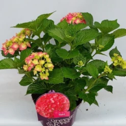Hortensia Rood (Hydrangea 'Forever&Ever') -Goedkope DirectPlant winkel hydrangea forever ever red hoek 17 10
