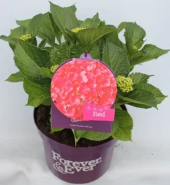 Hortensia Rood (Hydrangea 'Forever&Ever') -Goedkope DirectPlant winkel hydrangea forever ever red voor bewerkt