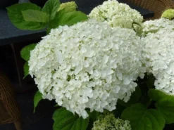 Hortensia (Hydrangea 'Strong Annabelle') -Goedkope DirectPlant winkel hydrangea incrediball bloem